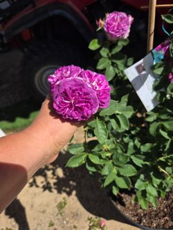 $85 LAVENDER CRUSH
CLIMBING ROSE 💜