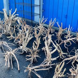 Natural Spiderwood Branches perfect for Aquarium tank decor/Hardscape $10/lb 
