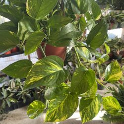 Golden Pothos Plants