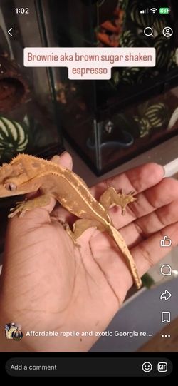 Crested geckos with food and tank and lights