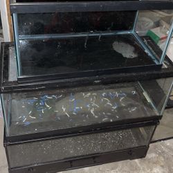 2 20 gallon reptile tanks,  a cracked 15 gallon, and a 55 gallon that holds water