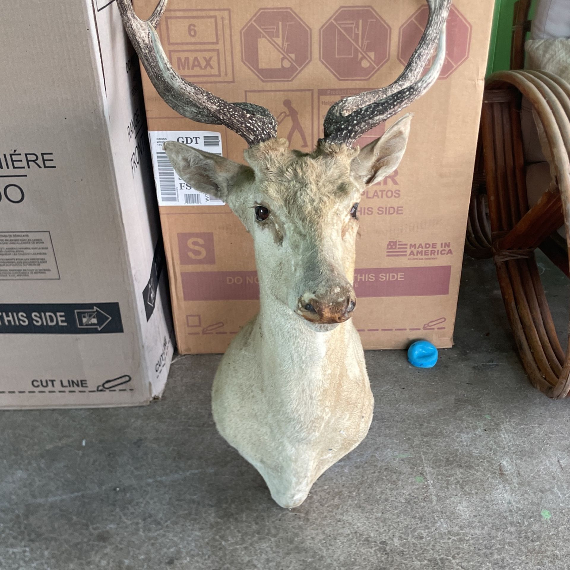 Deer Head