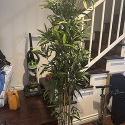 bamboo Like 5’2 Height