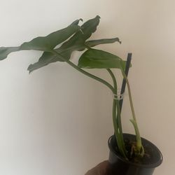 Burle Marx philodendron
