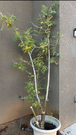 Moringa Tree