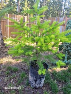 6 Douglas Fir Trees