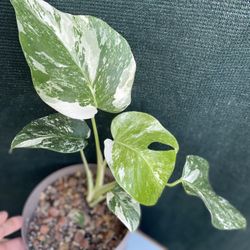 Monstera Albo Variegated House Plant, In 6 Inch Pot Pick Up Only 