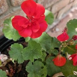 Geranio Or Malba In 3 Gallons Pot 
