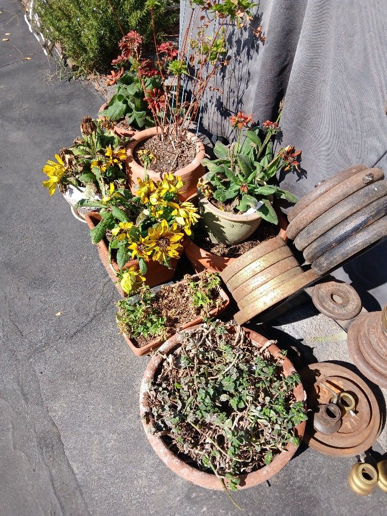 Potted Plants