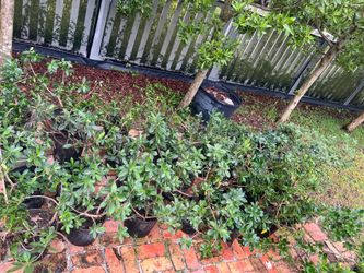 Green island ficus