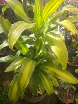 BEAUTIFUL DRACAENA PLANTS 🪴 IS FOR IN DOORS AND OUTDOORS $35.