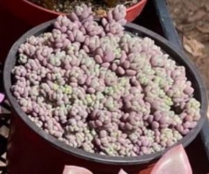 Succulent Plants and Arrangements and Hanging Baskets in COVINA