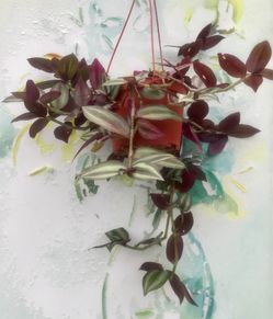 $5 hanging Wandering Jew plant￼