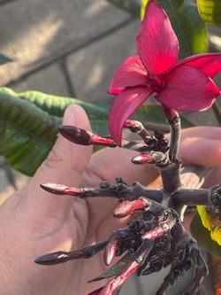 Burgundy Plumeria Cutting