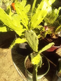 Large Blooming Prickly Pear Cactus in Pot – Rare Variety, Actively Flowering!