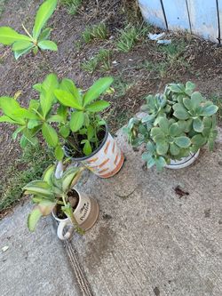 Plants set 3