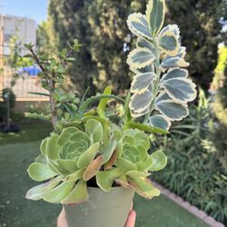 Cute Succulent 