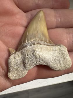 OTODUS OBLIQUUS Fossil Shark Tooth 1.93 IN MEGALODON ANCESTOR!