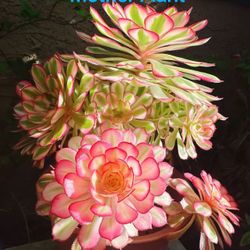 Aeonium Pure Moonlight 白月光 With Root, Single Head 