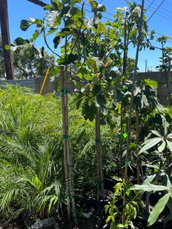 Fig fruit trees
