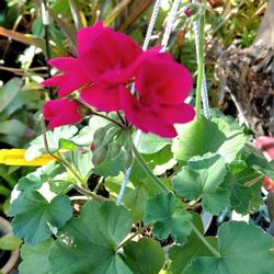 Geranium Hanging Basket