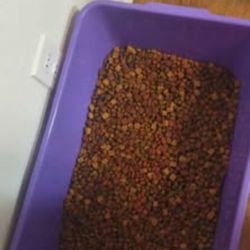 High Protein Husky Food
