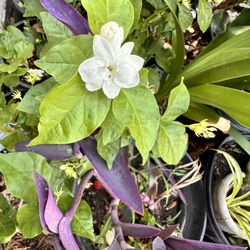 Arabian Jasmine Plant