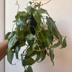 Philodendron Brasil 