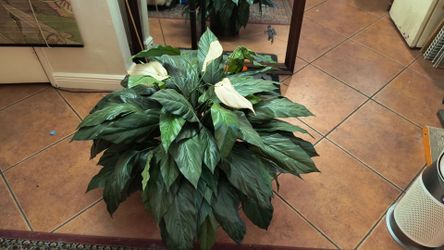 PEACE  LILLY  PLANT  large fake w/wiring to adjust as preferred