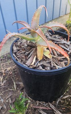 Medium- Aloe vera is a succulent plant species of the genus Aloe.