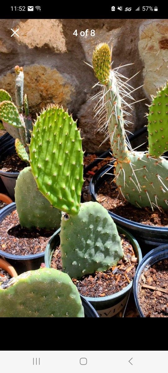 Nopales