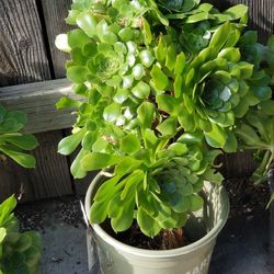 Succulents