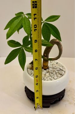 Money tree bonsai 6”ceramic pot w/stand