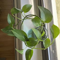 Pothos vine with roots