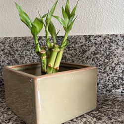 Bamboo Plant With Vase