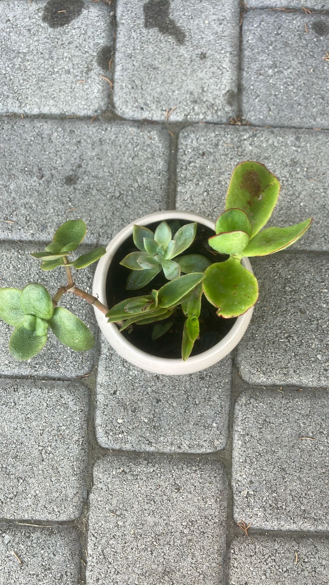 $7 Medium Plant Pot 