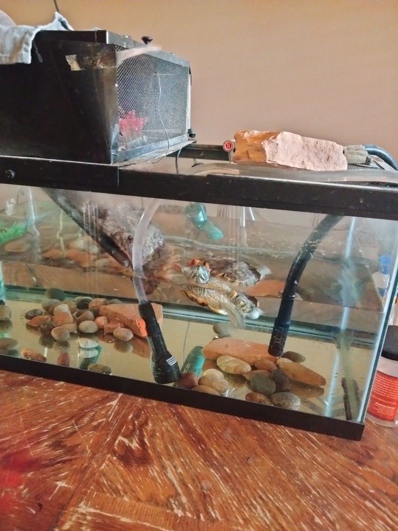 Aquatic Turtle