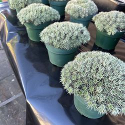 Deuterochnia Brevifolia Plants