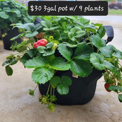 Strawberry Plants 3 Gallon