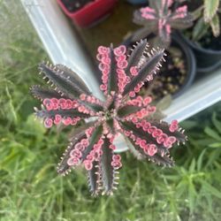 Pink Kalanchoe Butterfly 🦋 Plants 🪴 