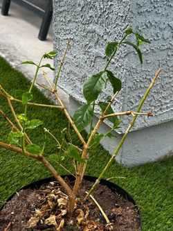 Potted Jasmine Plant