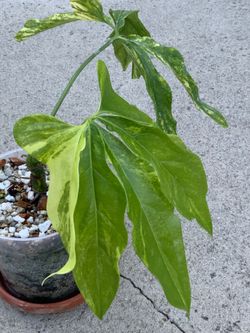Anthurium Clavigerum Variegated