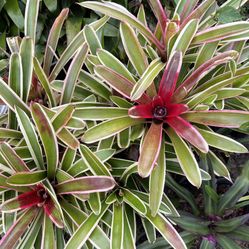 BROMELIAD PLANTS FOR SALE 