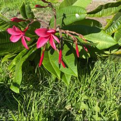Plumeria Plant Or Cuts