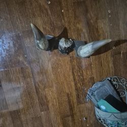 Bull Horns