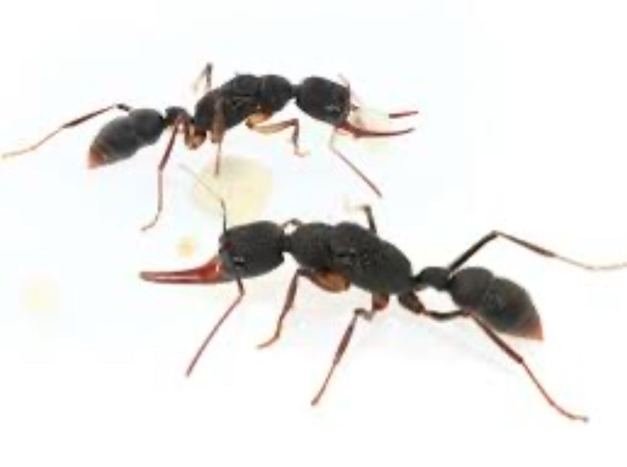 Harpegnathos venator Queen Ant 1-2 Queens 10-20 Workers