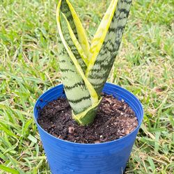 Snake Plant Sansevierias