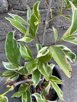RARE Variegated Wax Apple Jambu Fruit Tree