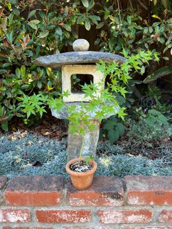 Green Japanese maple from seed