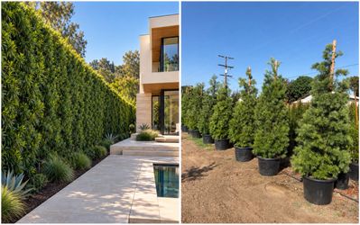 25 Gallon Podocarpus Gracilior (Fern Pine) – Premium Evergreen Privacy Hedge Trees